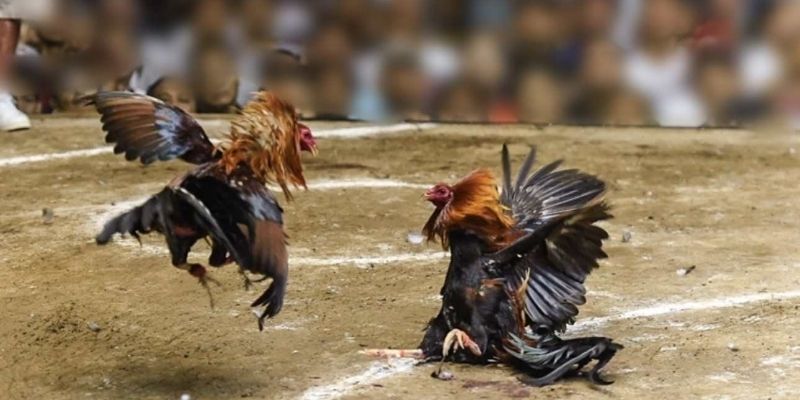 Tham gia sảnh kê chiến của VSBET có cơ hội thưởng thức nhiều trận đấu